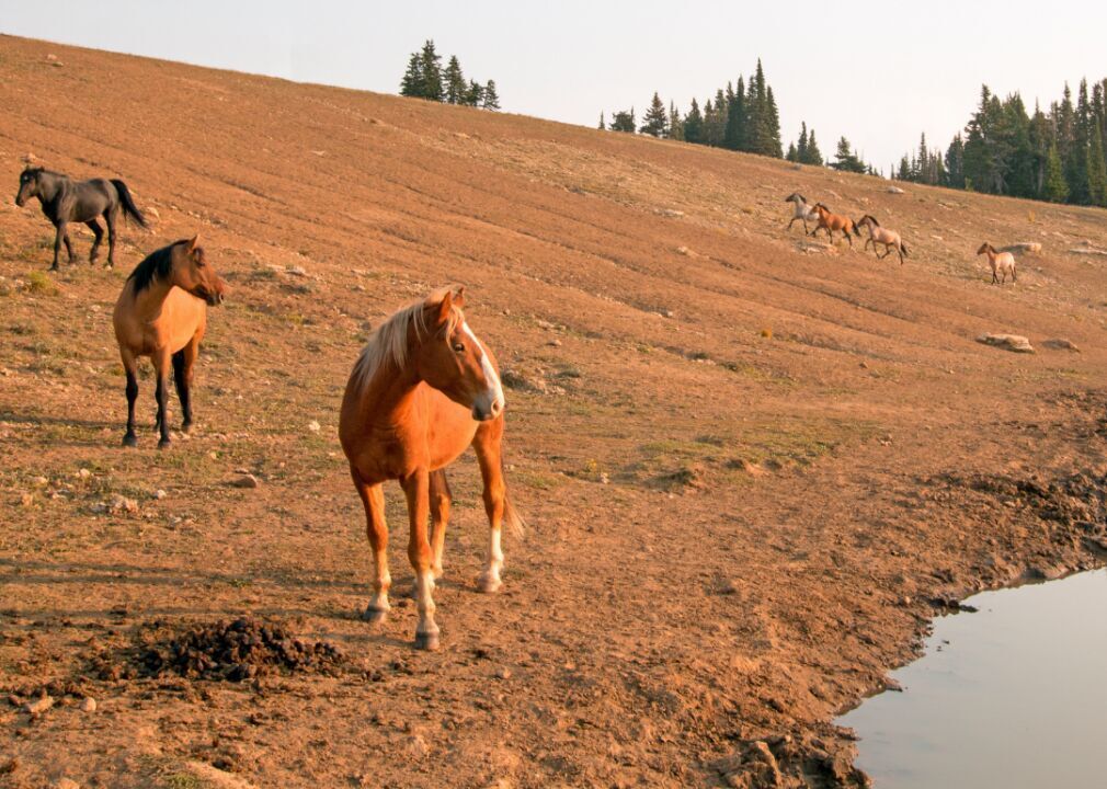 Montana